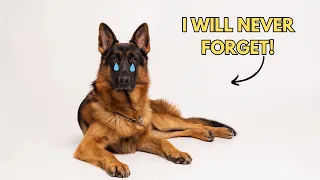 10 Things a German Shepherd Will Never Forgive