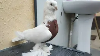 1 апреля 2022 Андижанские голуби  томоша  КИЗИЛ ТОШНИ УДАРЛАРИ #кабутар #kabutar #pigeon #Ахмаджон