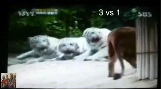 Lion Vs 3 Male Bengal Tigers