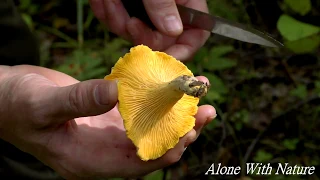 Грибы Августа 2019!!!Лес весь в грибах,всем за грибами в лес!!!Mushrooms August 2019!!!