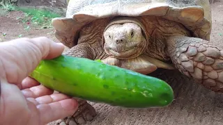 2023-03-10 [Fr] Черепаха кушает овощи #tortoise #turtle #feedinganimal