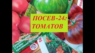 Начинаю посев томатов. Сорта - 24 г. Как произвожу посев, делюсь опытом.