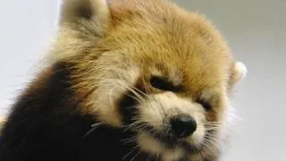 笑顔でリンゴを食べるレッサーパンダ~ Red Panda's　Smile