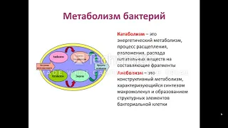 №4 видеолекция.  Физиология микроорганизмов