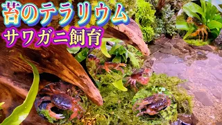 【Moss Terrarium】We have newly launched a sour crab breeding tank.