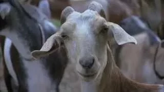 North Carolina Goat Farm - America's Heartland