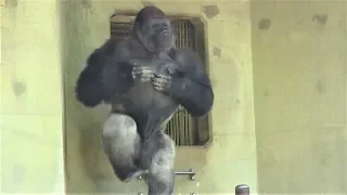 シャバーニ　ドラミング50連 Gorilla  drumming50beat  Best Shabani