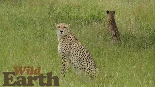 WildEarth - Sunset - 19 March 2021