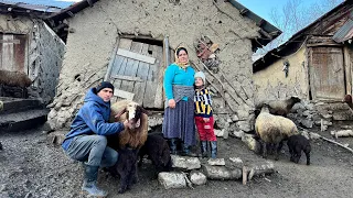 Daily Life Nomads! Tending to the Flock of Sheep and on a Cold Winter Day