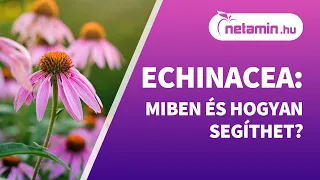 Echinacea purpurea, avagy bíbor kasvirág: mit kell tudnod róla? | netamin.hu