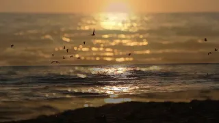 чайки над водой