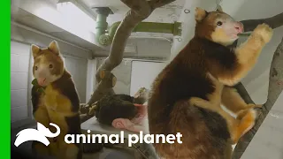The Zoo's Only Tree Kangaroo Gets a New Friend! | The Zoo