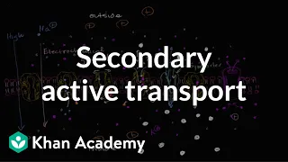 Electrochemical gradients and secondary active transport | Khan Academy