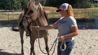 Q and A Pivot in Hand for Showmanship