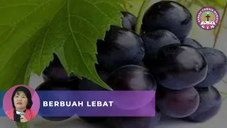 "BERBUAH LEBAT" (YOHANES 15:1-8)