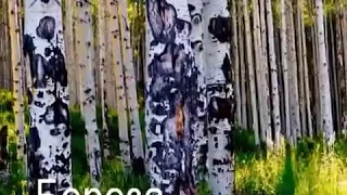 Ліс України  Листяні дерева