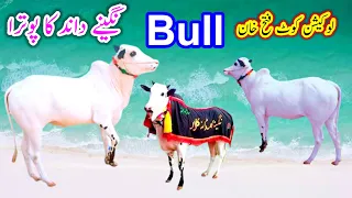 Beautiful Bull Kot Fateh Khan..
