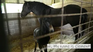 The Birth of New Baby Mule (Royal Carriages)