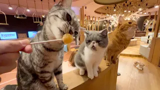 So Cute!!! Visiting a large Japanese cat cafe in Nagoya 🐈 🥤 CAT CAFE MOCHA