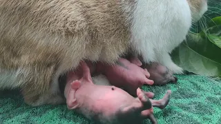 5 little baby rabbits nursing while her mother eating leaves - 5 baby bunnies 1 day old