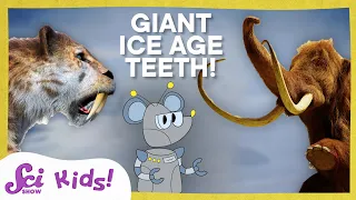 Tails and Tusks and Teeth, Oh My! | SciShow Kids Compilation