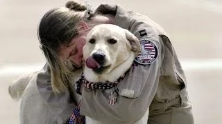 Dogs Welcoming Soldiers Home Compilation 2016