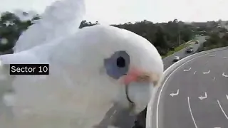 Parrot plays traffic with camera