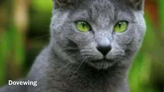 Warrior Cats in Real life!!
