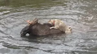 Лайки. Работа по лосю. Охота с лайкой на лося. | Moose hunting with dogs. Laika holds a moose.