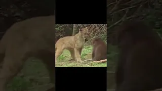 Lion Of The Andes Fail | Mother Grizzly Bear Save Baby From Puma Hunting