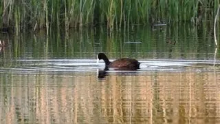 Видео о природе : утка лысуха