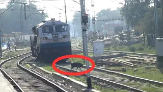 Alert loco - pilot rescue a poor pig !! Shunting EMD For Durg Nautanwa express