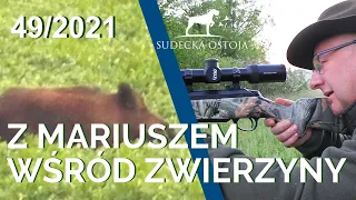 SUDECKA OSTOJA 49/2021. Zwierzyniec Mariusza. Polowanie na dziki, jelenie, rogacze. Hunt in Poland.