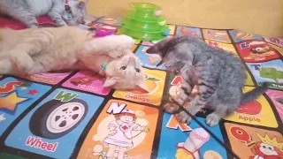 Funny cats vidios | cats play and lying on the bed