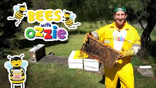 Bees For Kids | Learn About Bees and How Honey Is Made | Educational Video For Children With Ozzie