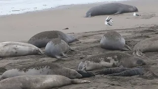 Many pregnant elephant seals waiting to give birth