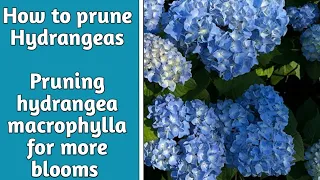 How to prune hydrangeas | pruning my hydrangea macrophylla | Garden Ideas & DIY