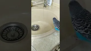Волнистый попугай Бантик купается в раковине