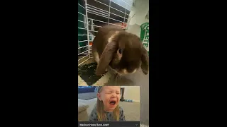 Trinity & Beyond- Cute Bunny Reactions! (Madison Hates Band-Aids!!!) #shorts