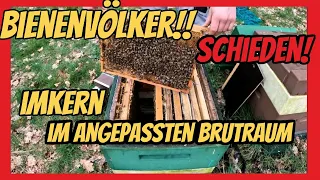 Bienenvölker Schieden im Frühjahr! - Imkern in der Großraumbeute - Zadandtvolk  angepasster Brutraum