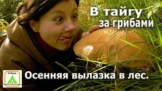 В тайгу за грибами. Осенняя вылазка в лес.The gifts of Siberian taiga.