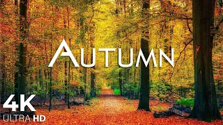 Enchanting Autumn Forests with Beautiful Piano Music4K Autumn Ambience & Fall Foliage