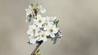 Trees in spring