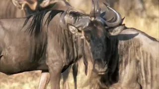 Great Migration  Wild Ones  Episode 11  Free Documentary Nature ##### 3