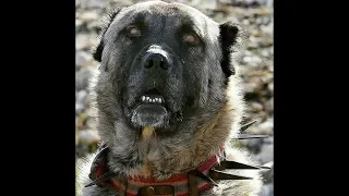 ÇAPAR - Anadolunun Karayaka Aslanları - Turkish Shepherd Dogs in Brindle Color Version