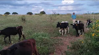 HOMEM MANDA 2 MOI DE COENTRO PRA ANA E FLÁVIO NÃO GOSTOU NADA. MÁRCIO INAUGURA O CHAPÉU DE COURO.