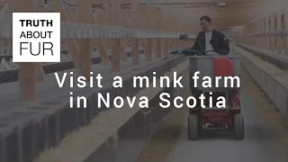 Visit a mink farm in Nova Scotia