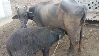 Buffalo Baby Drinking Milk January 2022