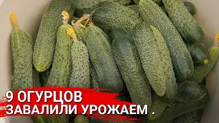 9 огурцов завалили урожаем!