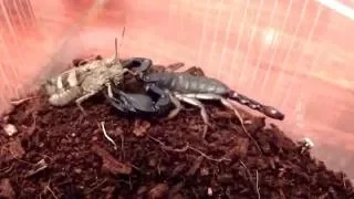 Скорпион (Euscorpius italicus) ест кузнеца